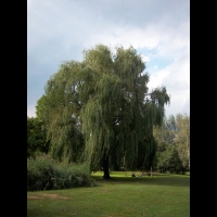 Saule pleureur (2)